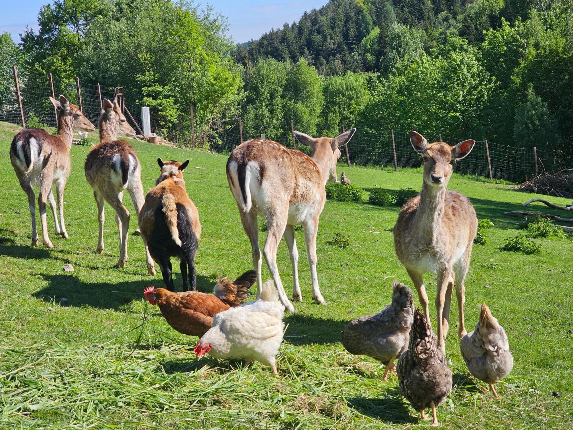 Villa Osada Mala Kozowka Myślenice Esterno foto